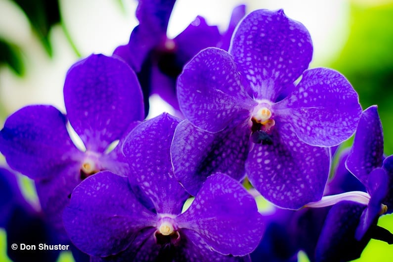 orchid care basics