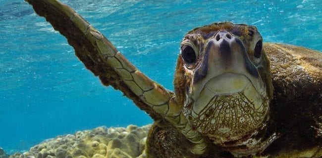 Save the Sea Turltes