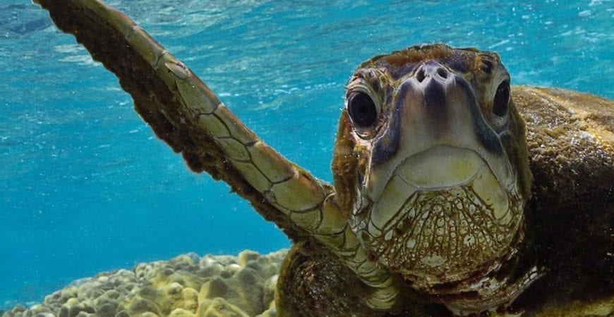 Save the Sea Turltes